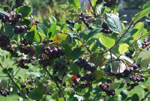 Ertragreichste Aronia Sorte Nero