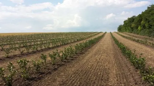 Aronia Plantage