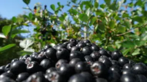 Frische Aroniabeeren kaufen
