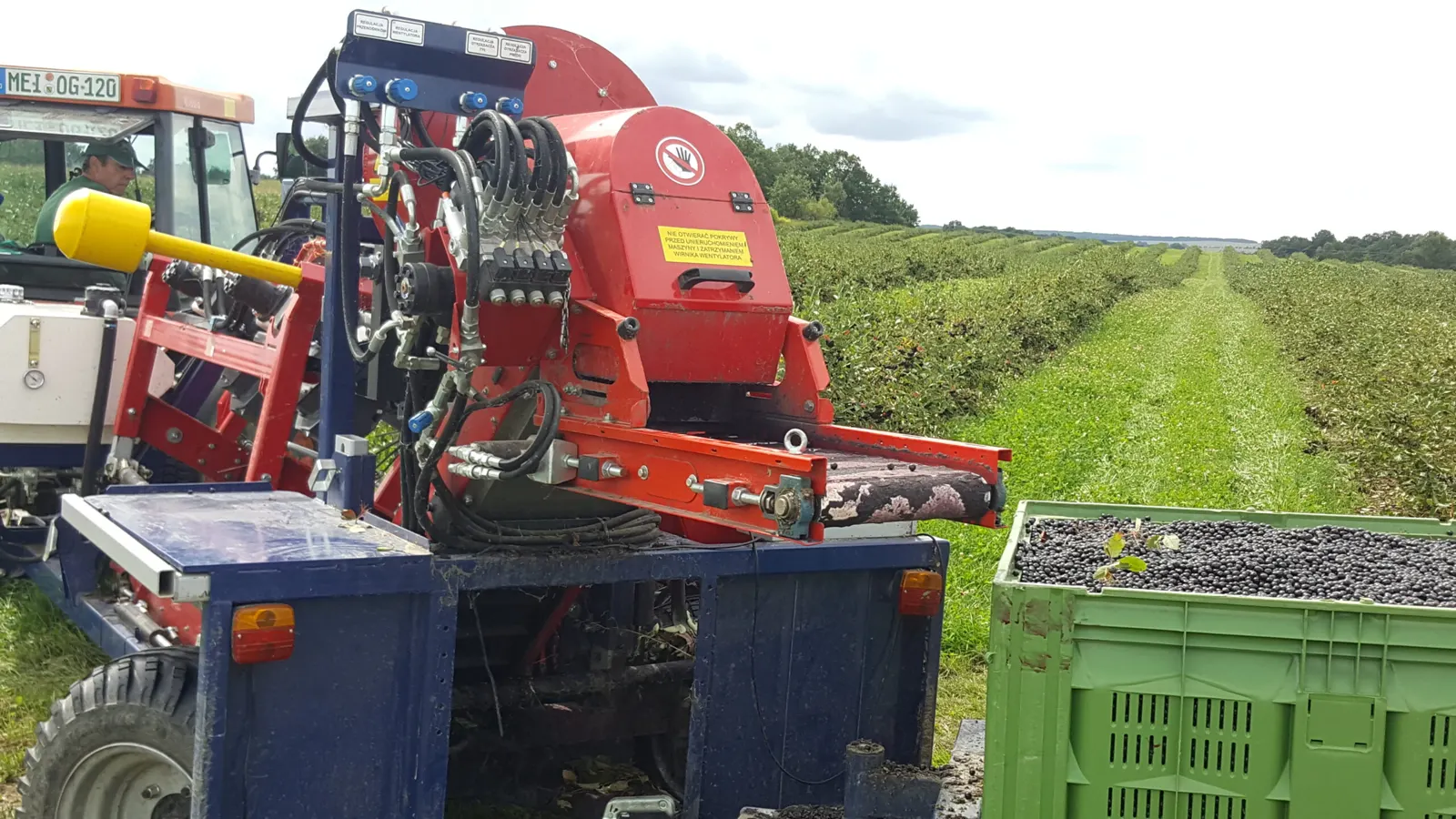 Erntemaschine zwischen Aronia-Reihen bei der maschinellen Ernte (Bestandsfoto von aronia-plantage.de, 2017)