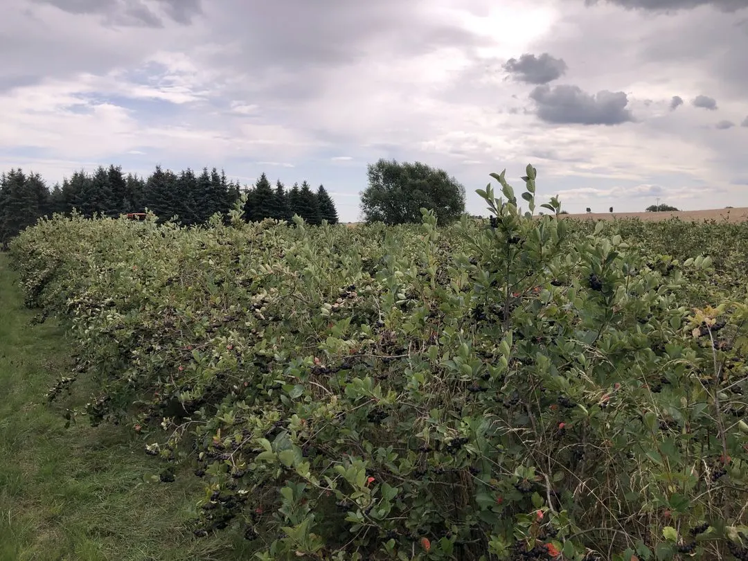 Gewachsene Aronia-Reihen unter bewölktem Himmel