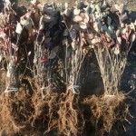 Aronia Pflanzen wurzelnackt