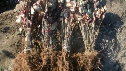 Aronia Pflanzen wurzelnackt