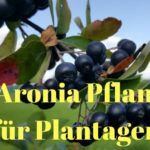 Bio Aronia Pflanzen