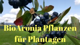 Bio Aronia Pflanzen