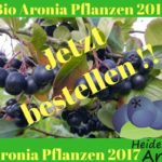 Bio Aronia Pflanzen 2017
