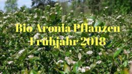 Bio Aronia Pflanzen 2018