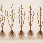 Bio Aronia Pflanzen zum Kaufen – sortenechte, vegetativ vermehrte Pflanzen für Plantagen