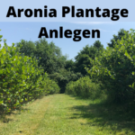 Aronia Plantage Anlegen