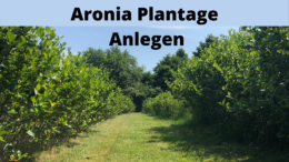 Aronia Plantage Anlegen
