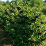 Große, fruchttragende Aroniabüsche auf sonniger Fläche – klimaangepasster Anbau