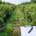 Landwirt auf Aronia-Plantage hält Förderunterlagen in der Hand, sonniger Tag, landwirtschaftliche Förderung